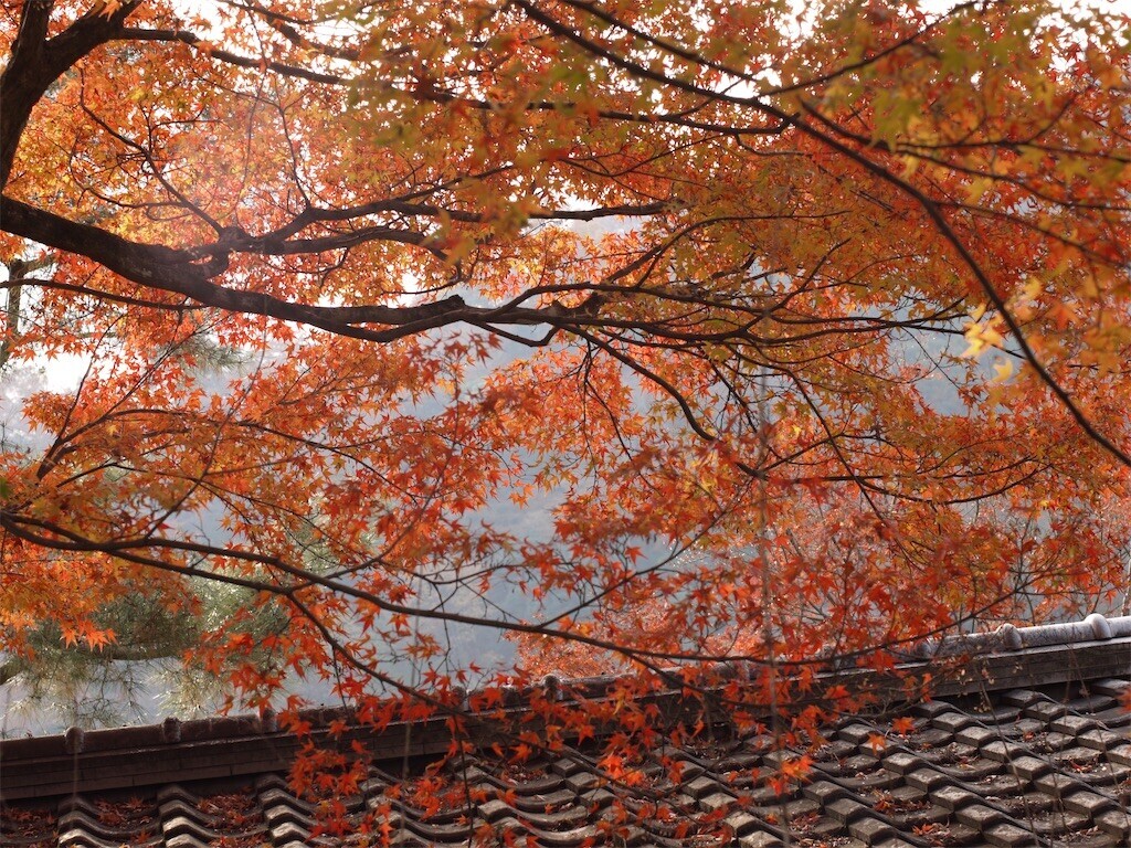 f:id:ezra8789:20251203200621j:image