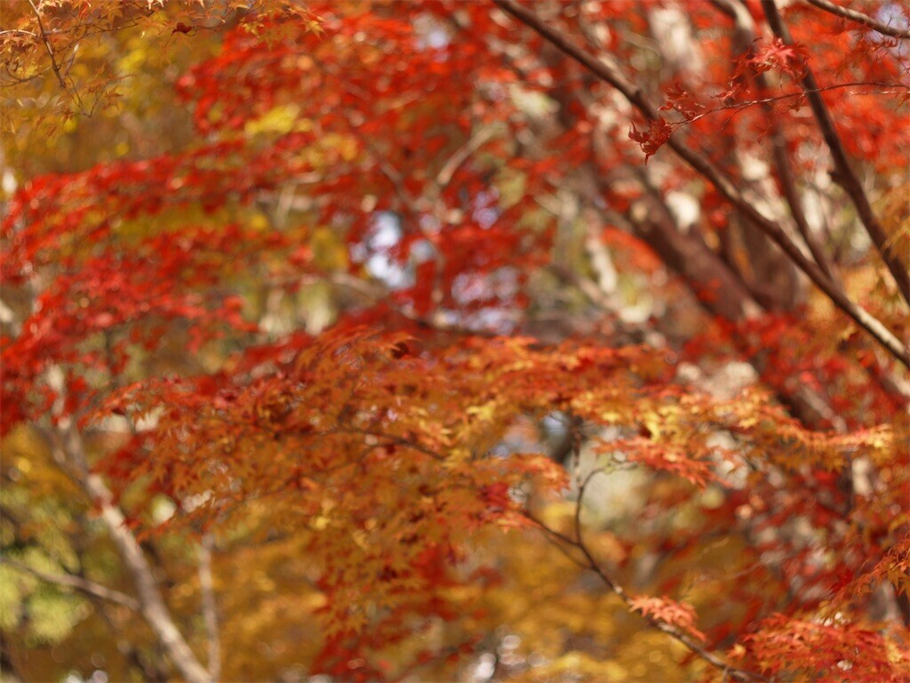 f:id:ezra8789:20251203202639j:image