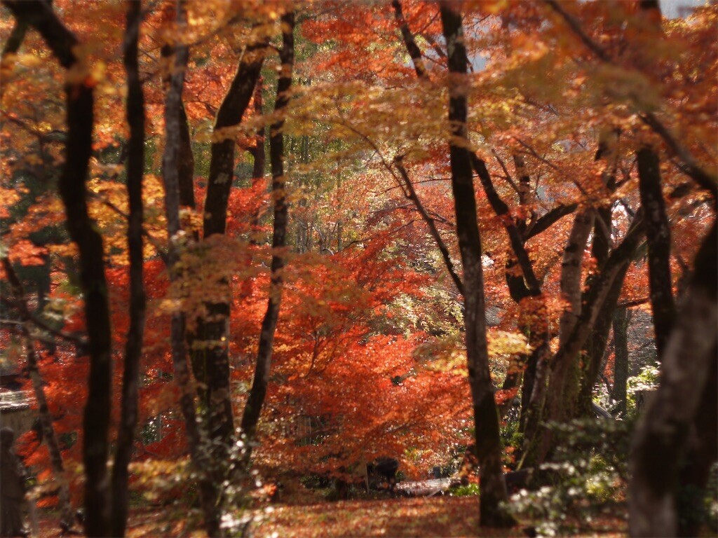 f:id:ezra8789:20251203202717j:image
