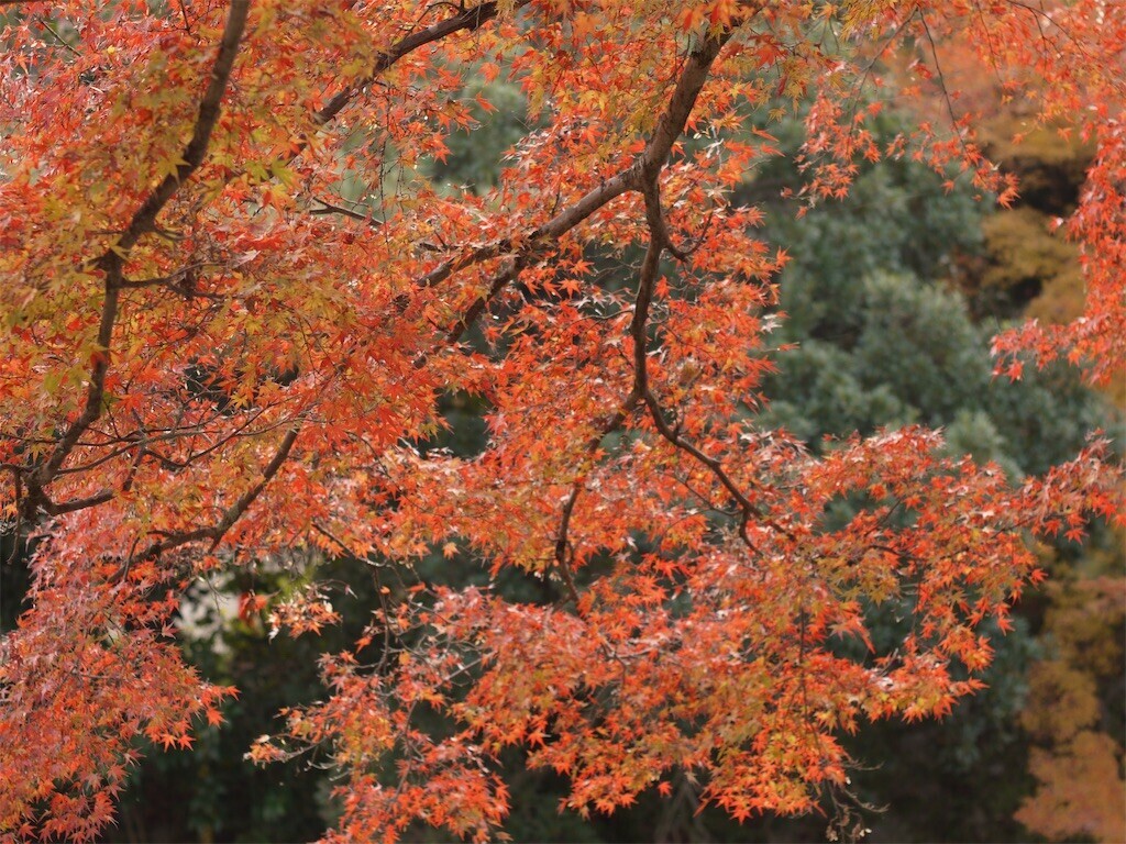 f:id:ezra8789:20251203202722j:image