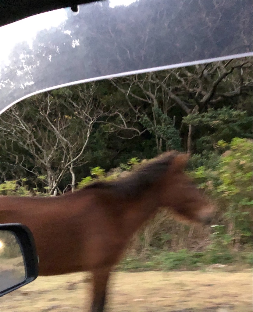 f:id:f-hanasyo:20190127060140j:image