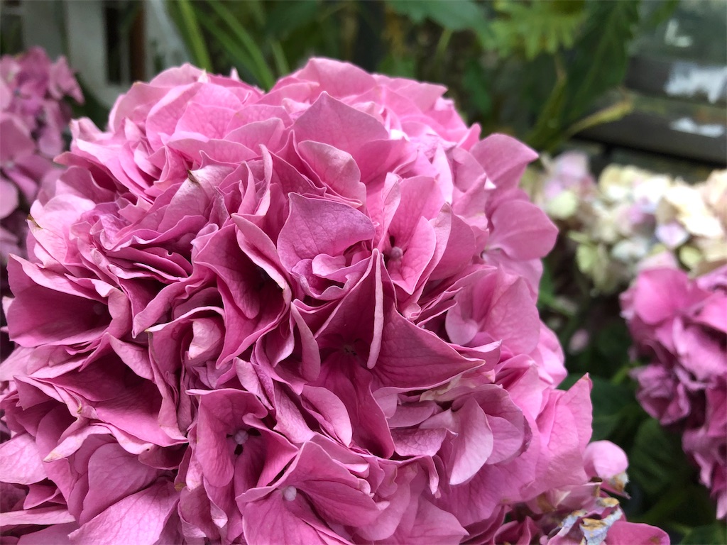 f:id:f-hanasyo:20190131205102j:image