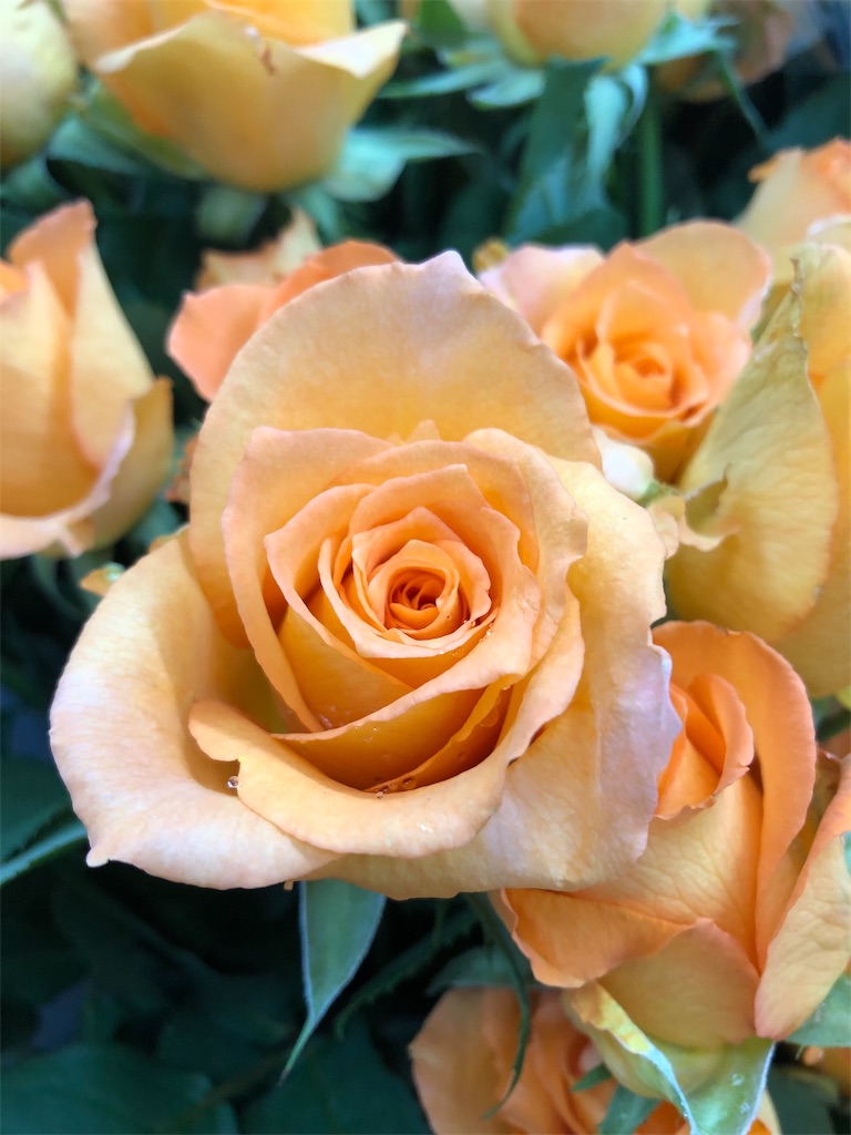 f:id:f-hanasyo:20190528164019j:plain