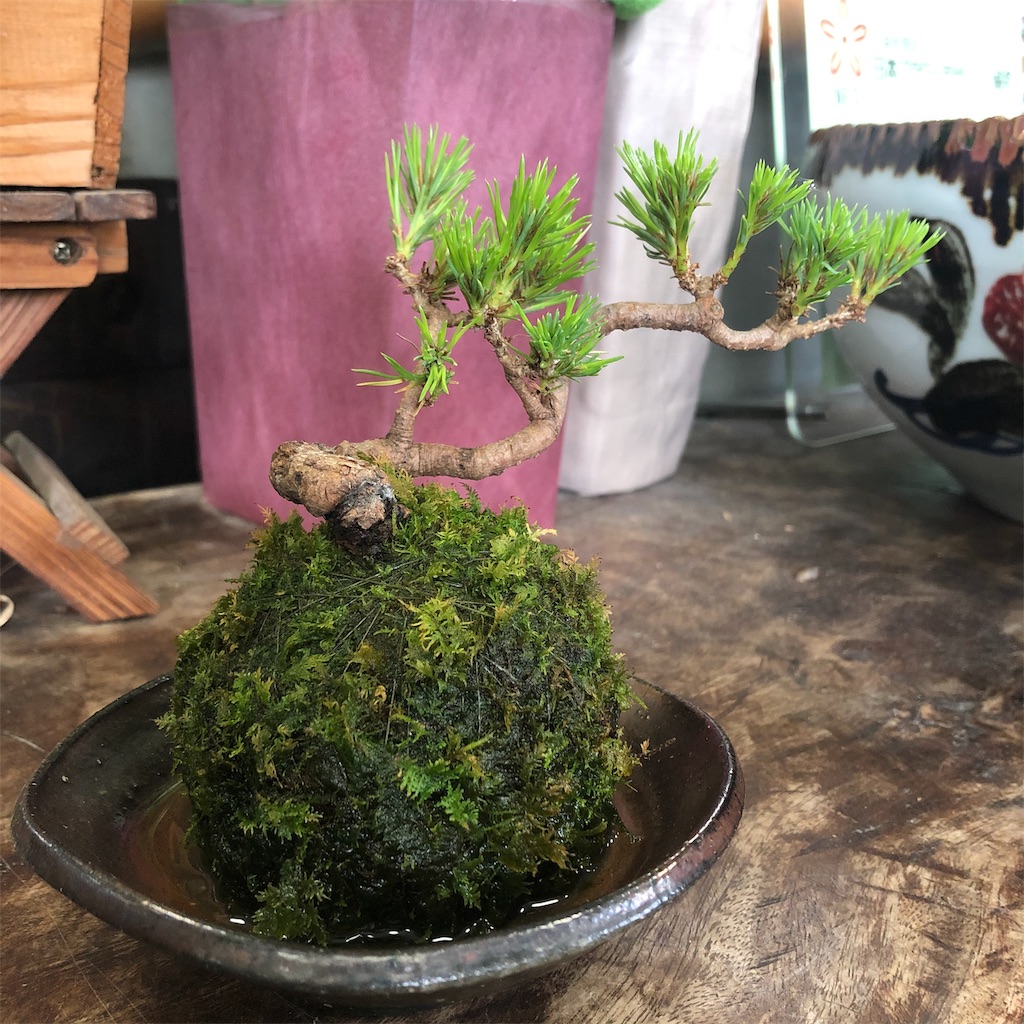f:id:f-hanasyo:20190924132406j:image