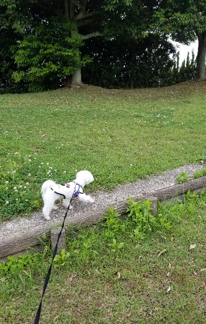 f:id:f-nikoniko:20200518163521j:image f:id:f-nikoniko:20200518163521j:image