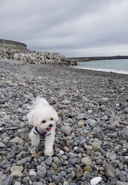 f:id:f-nikoniko:20200518163657j:image f:id:f-nikoniko:20200518163657j:image