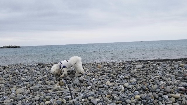 f:id:f-nikoniko:20200518163732j:image f:id:f-nikoniko:20200518163732j:image