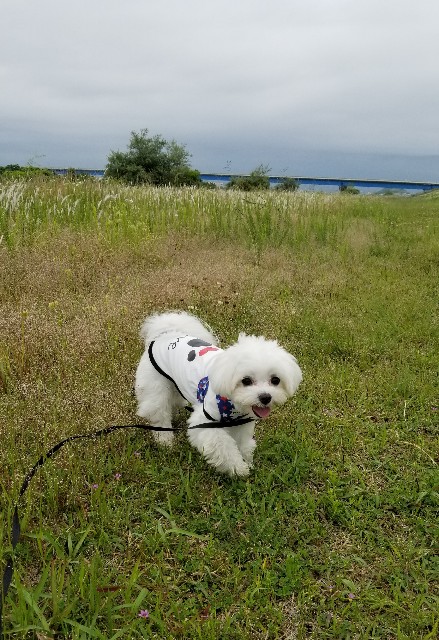 f:id:f-nikoniko:20200518163810j:image f:id:f-nikoniko:20200518163810j:image