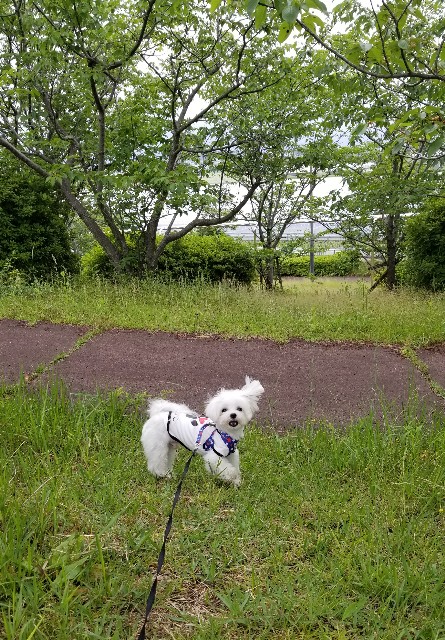 f:id:f-nikoniko:20200518163838j:image f:id:f-nikoniko:20200518163838j:image