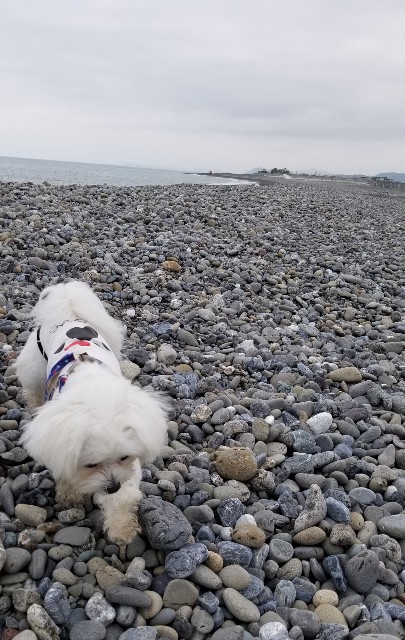 f:id:f-nikoniko:20200518164548j:image f:id:f-nikoniko:20200518164548j:image