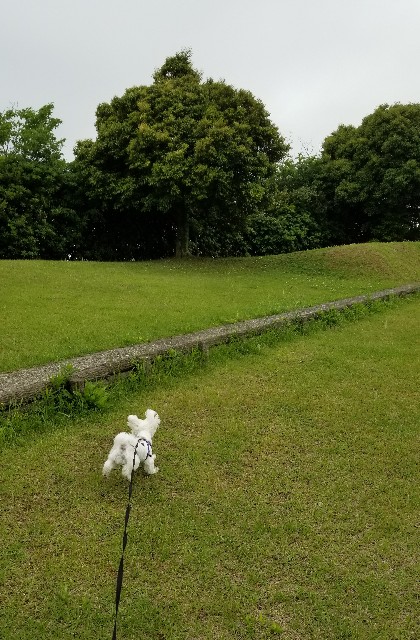 f:id:f-nikoniko:20200518193030j:image f:id:f-nikoniko:20200518193030j:image