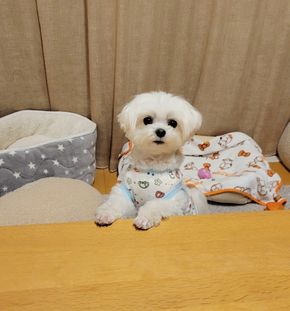 f:id:f-nikoniko:20250427202104j:image f:id:f-nikoniko:20250427202104j:image