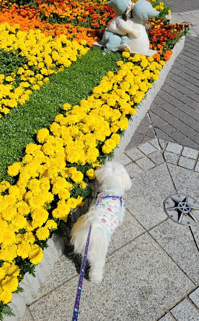 f:id:f-nikoniko:20250505110612j:image f:id:f-nikoniko:20250505110612j:image