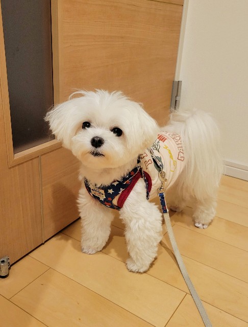 f:id:f-nikoniko:20250804182518j:image f:id:f-nikoniko:20250804182518j:image