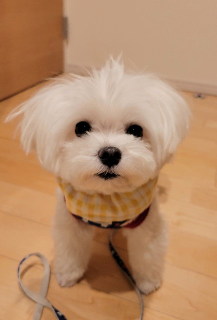 f:id:f-nikoniko:20250804182536j:image f:id:f-nikoniko:20250804182536j:image
