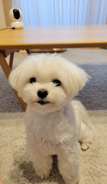 f:id:f-nikoniko:20250804182553j:image f:id:f-nikoniko:20250804182553j:image