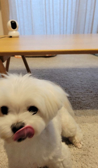 f:id:f-nikoniko:20250804182621j:image f:id:f-nikoniko:20250804182621j:image