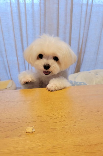 f:id:f-nikoniko:20250804182637j:image f:id:f-nikoniko:20250804182637j:image