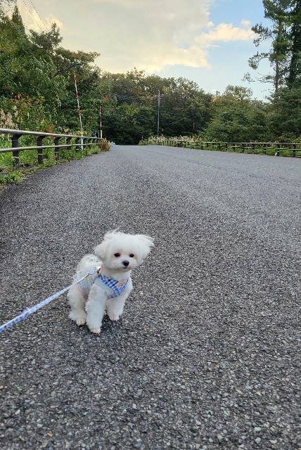 f:id:f-nikoniko:20251114145458j:image f:id:f-nikoniko:20251114145458j:image