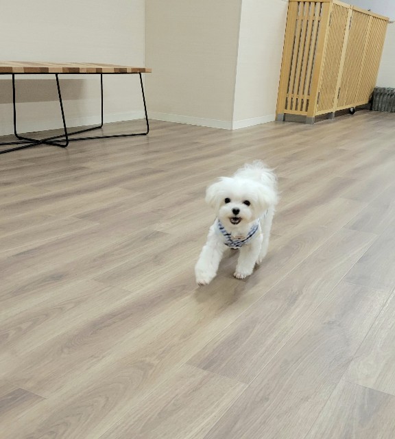 f:id:f-nikoniko:20251114145536j:image f:id:f-nikoniko:20251114145536j:image