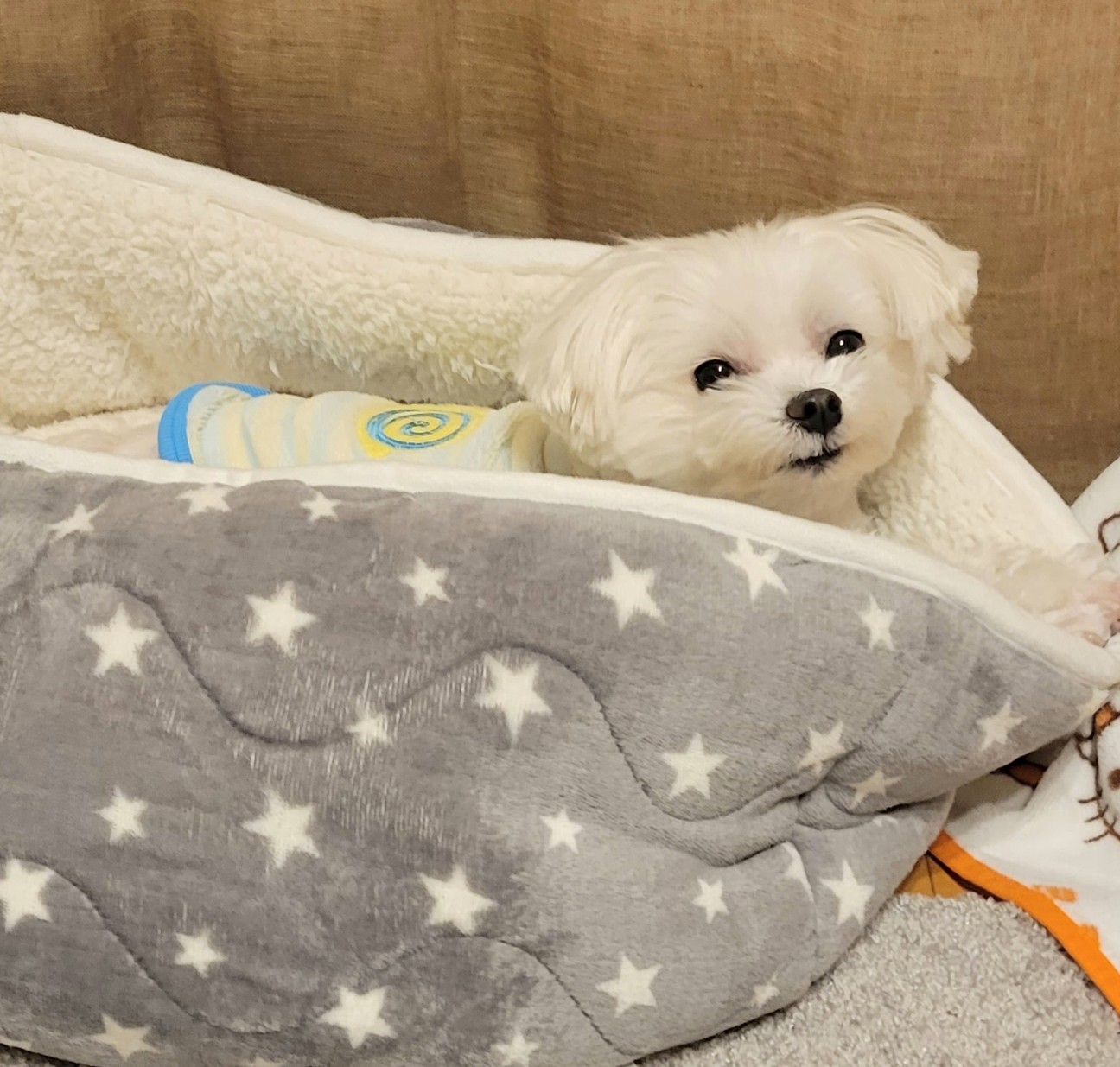 f:id:f-nikoniko:20260101155302j:image f:id:f-nikoniko:20260101155302j:image