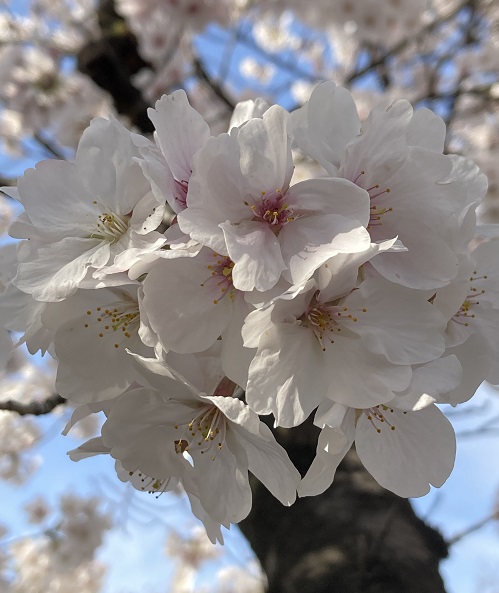f:id:f-plus:20210329003710j:plain