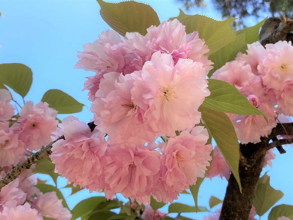 f:id:f-plus:20210413010044j:plain