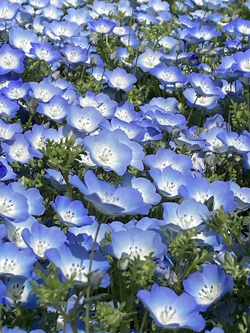 f:id:f-plus:20210413010121j:plain