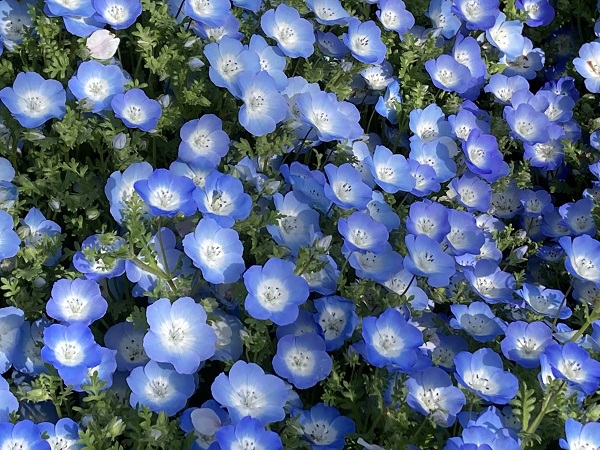 f:id:f-plus:20210413010728j:plain
