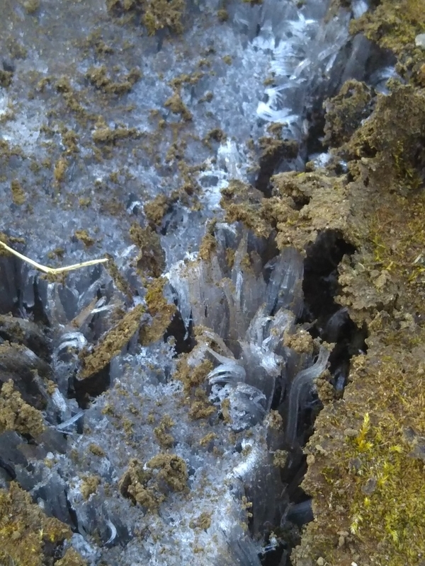 氷の華 霜柱 空木