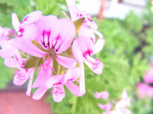 f:id:f_message:20161028174724j:plain