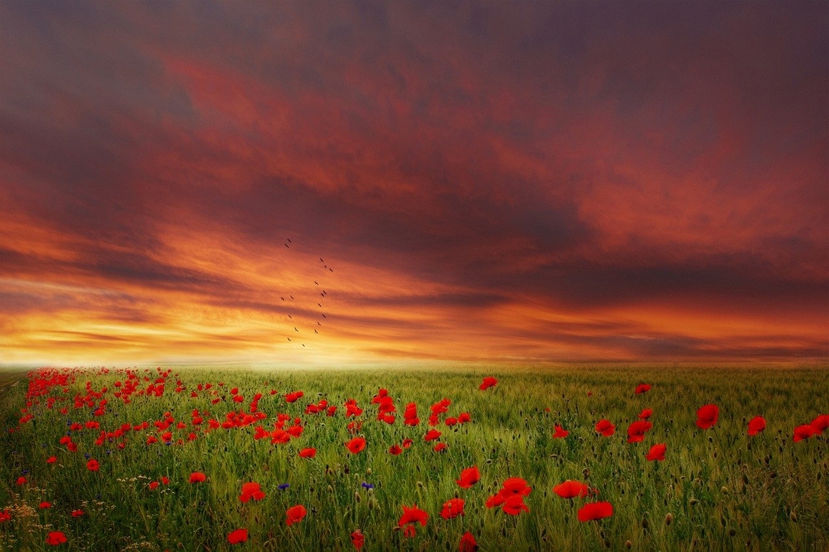 f:id:fa11enprince:20200531020724j:plain f:id:fa11enprince:20200531020724j:plain