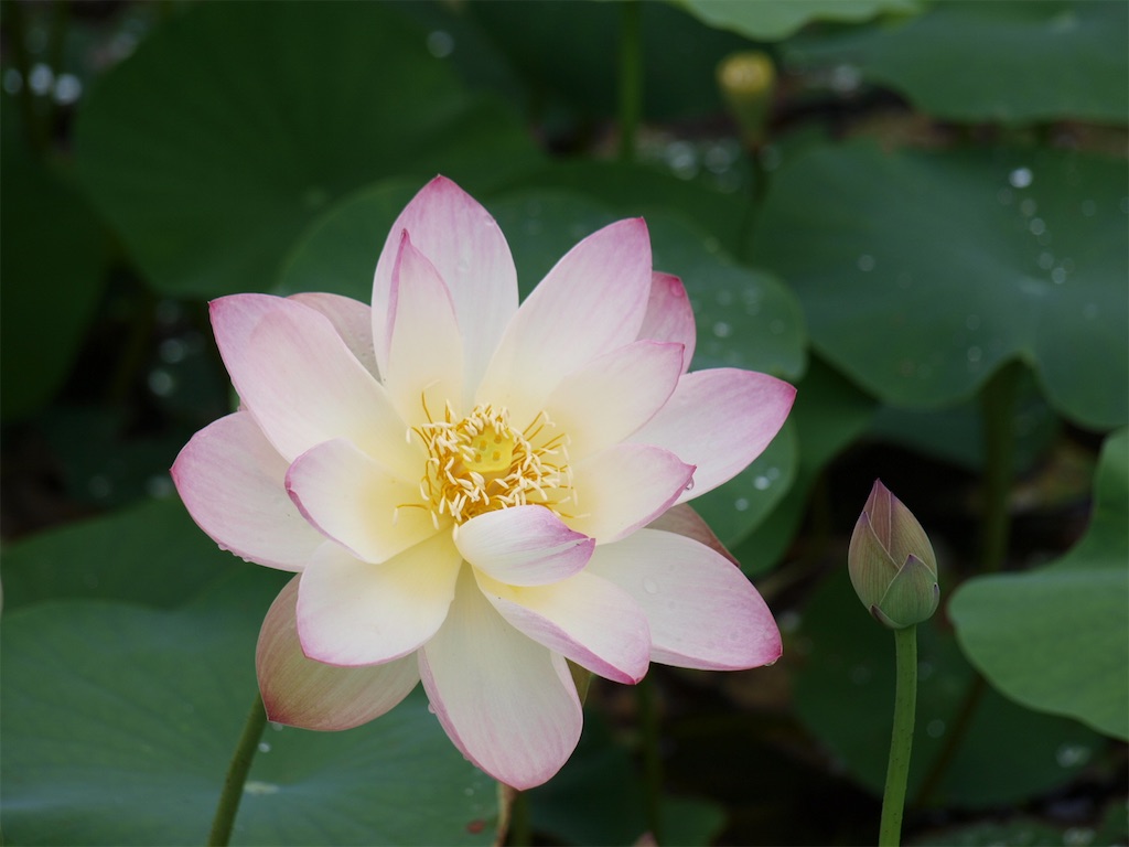 f:id:faarashi5555:20200619135154j:image