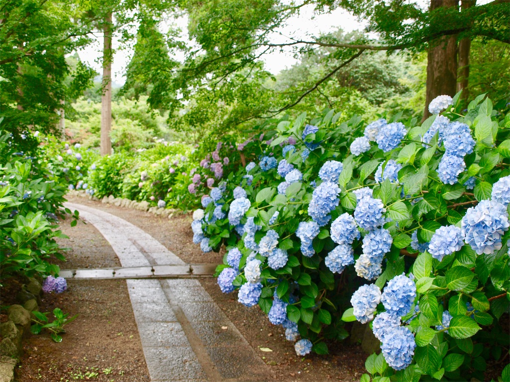 f:id:faarashi5555:20200703220203j:image