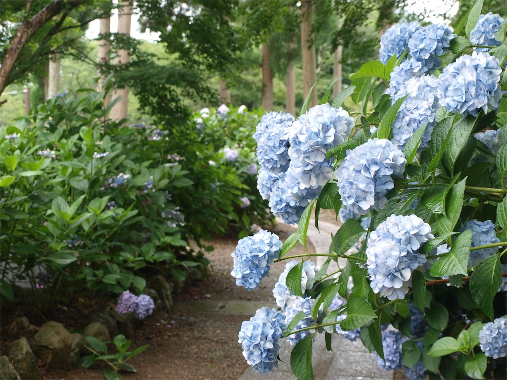 f:id:faarashi5555:20200703220231j:image