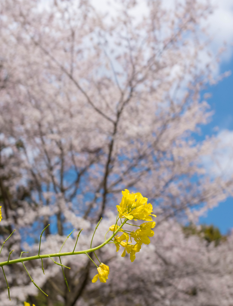 f:id:fabifuten:20170401204319j:plain
