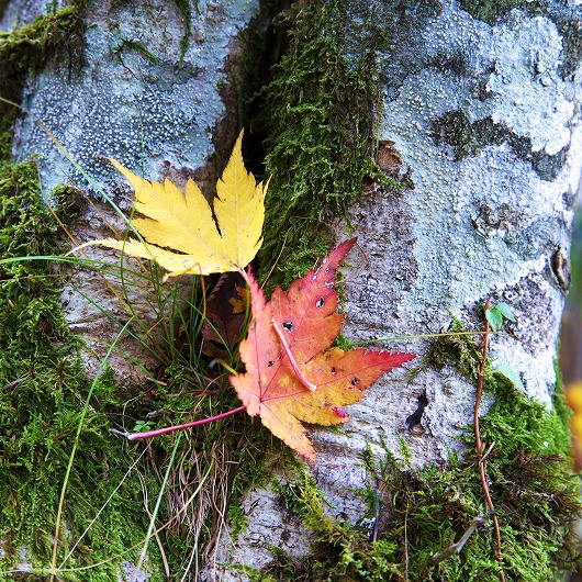 f:id:fabifuten:20181024151002j:plain