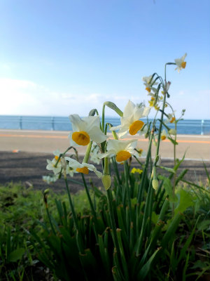 f:id:fabifuten:20190126100851j:plain