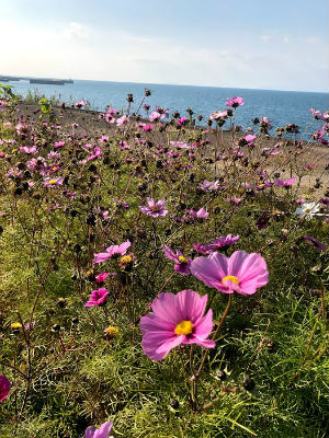 f:id:fabifuten:20190126101045j:plain