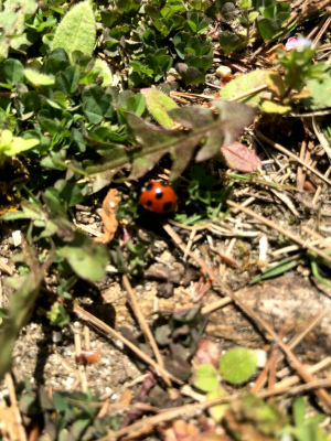 f:id:fabifuten:20190418180244j:plain