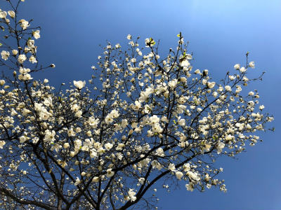 f:id:fabifuten:20190422080102j:plain
