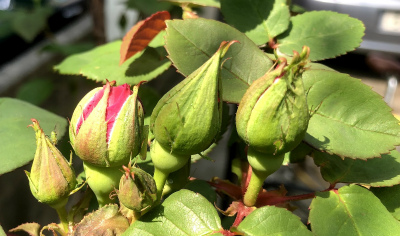 f:id:fabifuten:20190423183053j:plain f:id:fabifuten:20190423183053j:plain