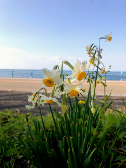 f:id:fabifuten:20190508091904j:plain