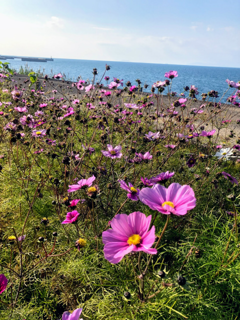 f:id:fabifuten:20190508091930j:plain