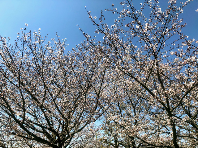f:id:fabifuten:20190508093704j:plain