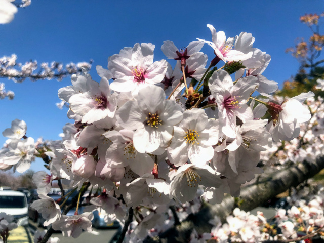 f:id:fabifuten:20190508093708j:plain