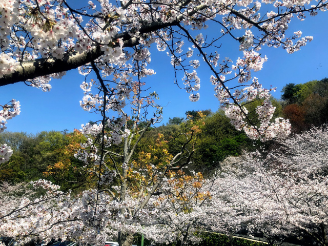 f:id:fabifuten:20190508093710j:plain