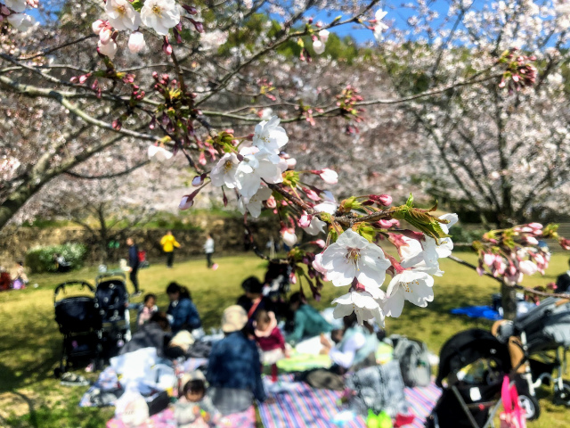 f:id:fabifuten:20190508093717j:plain