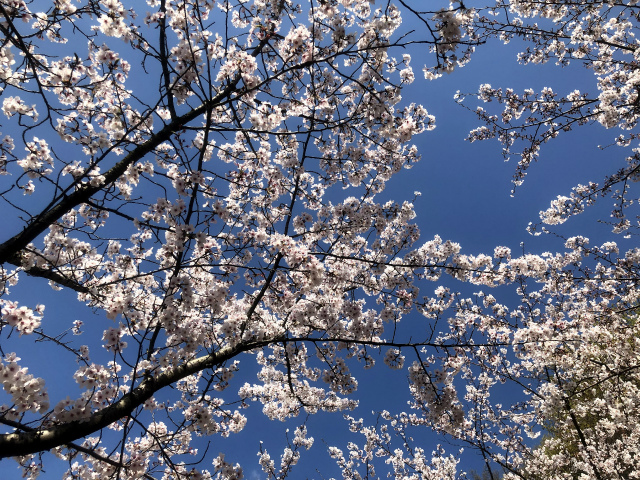 f:id:fabifuten:20190508093723j:plain