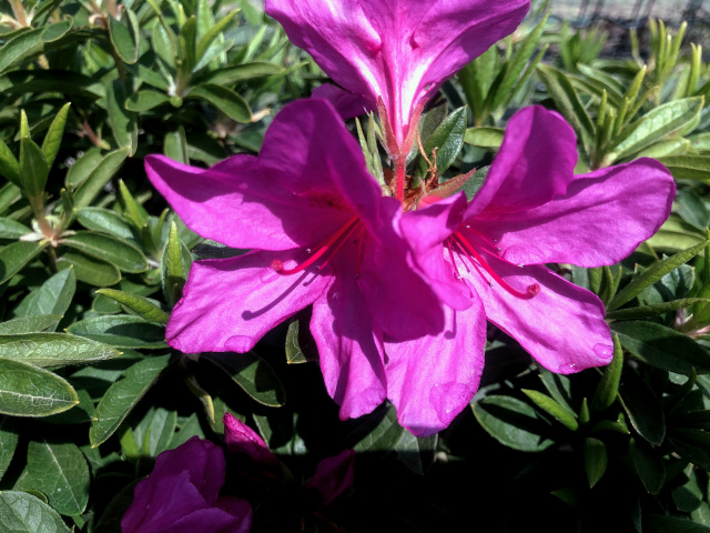 f:id:fabifuten:20190508094430j:plain
